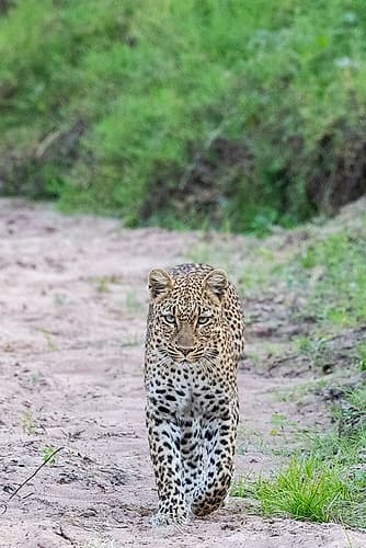 Zambia, South Luangwa National Park. Leopard. Animals Print